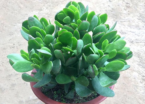 镇宅辟邪最厉害的花卉