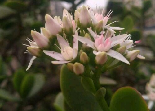 镇宅辟邪最厉害的花卉