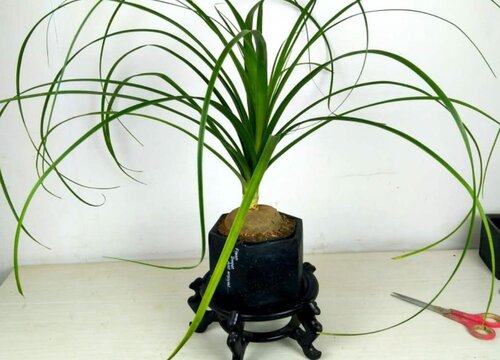 镇宅辟邪最厉害的花卉