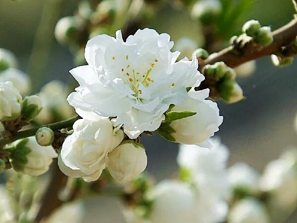 白色桃花是什么品种