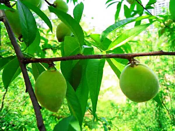 白色桃花是什么品种