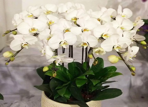 蝴蝶兰长势旺盛开花多有哪些养护技巧