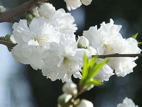 白色桃花是什么品种