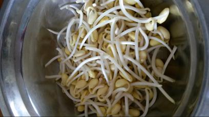 发豆芽用什么容器最好