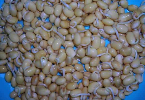 发豆芽用什么容器最好