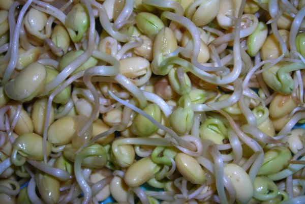 发豆芽用什么容器最好