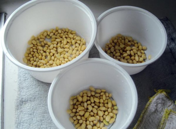 发豆芽用什么容器最好