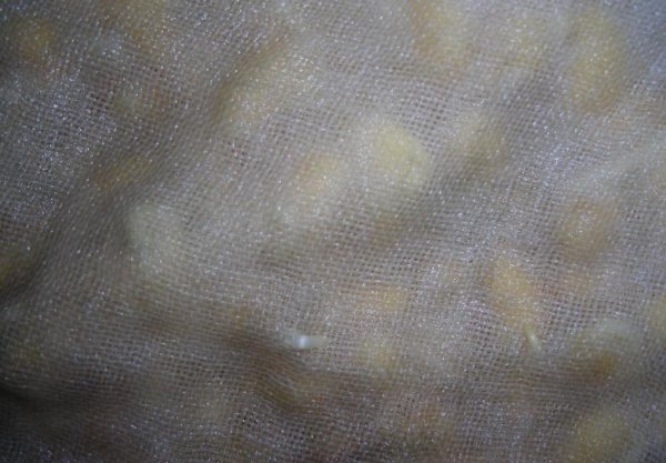 发豆芽用什么容器最好