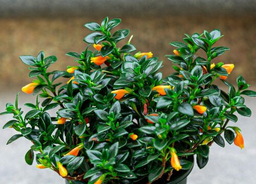 金鱼吊兰什么季节开花