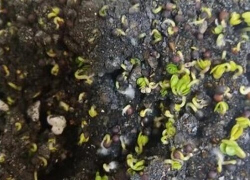 油菜几天发芽出苗