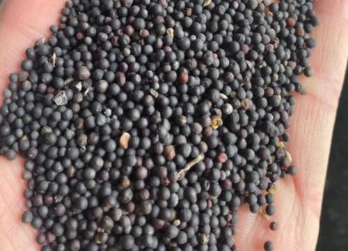 油菜几天发芽出苗