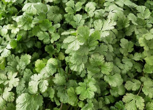 香菜种植季节和方法步骤