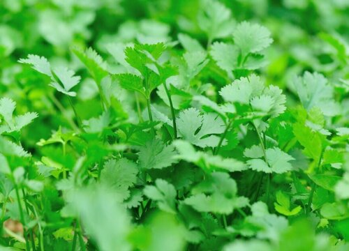 香菜种植季节和方法步骤