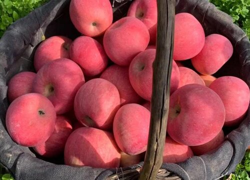 苹果的家庭保存最佳方法