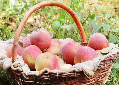 苹果的家庭保存最佳方法