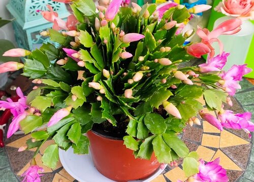 夏天如何养护蟹爪兰叶片油绿壮实