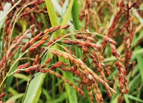 胭脂稻种植条件