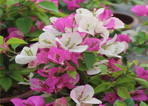 三角梅开花后如何浇水