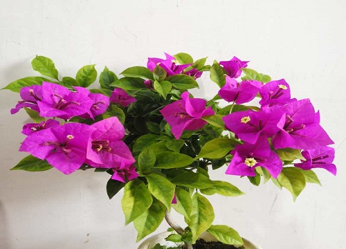 三角梅开花后如何浇水