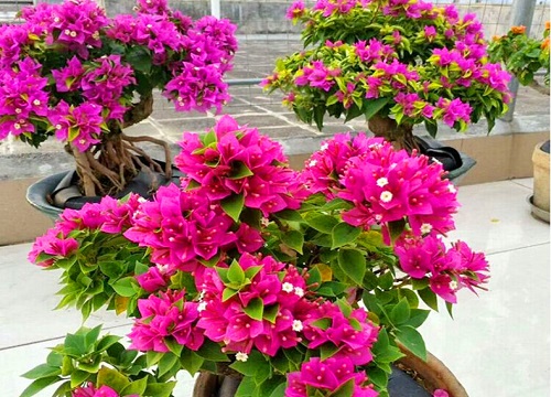 三角梅开花后如何浇水