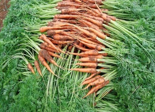 胡萝卜一年四季都有吗