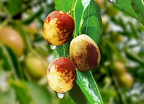 如何挑选冬枣又甜又脆