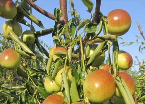 如何挑选冬枣又甜又脆