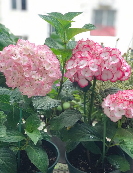 塞布丽娜绣球花是老枝开花