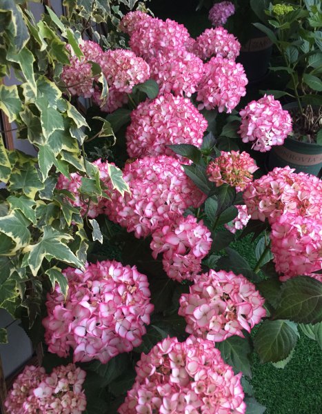 塞布丽娜绣球花是老枝开花