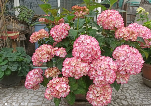 塞布丽娜绣球花是老枝开花