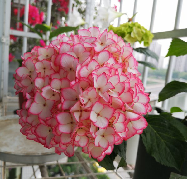 塞布丽娜绣球花是老枝开花