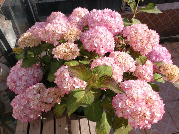 塞布丽娜绣球花是老枝开花