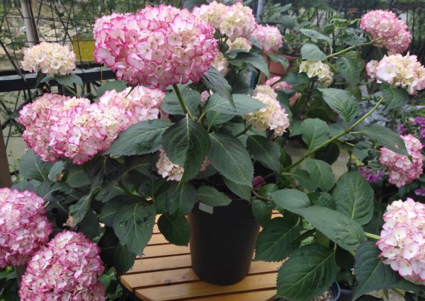 塞布丽娜绣球花是老枝开花