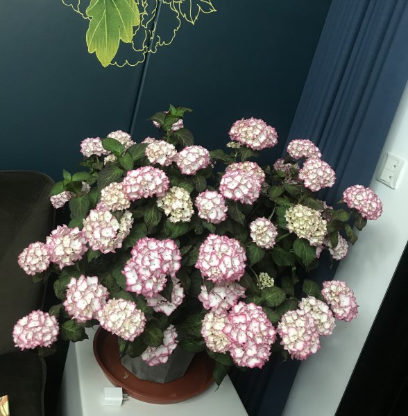 塞布丽娜绣球花是老枝开花