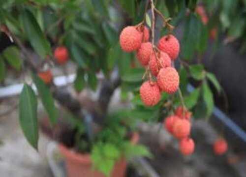 湖北适合种荔枝树吗