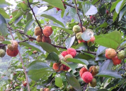 湖北适合种荔枝树吗