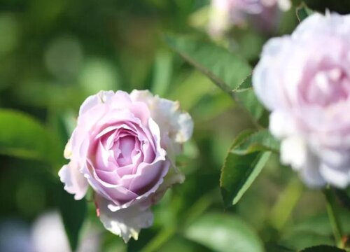 空蒙是藤本还是灌木