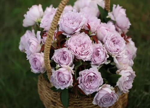 空蒙是藤本还是灌木