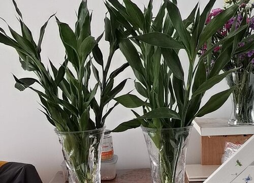 适合卧室养的绿植有哪些