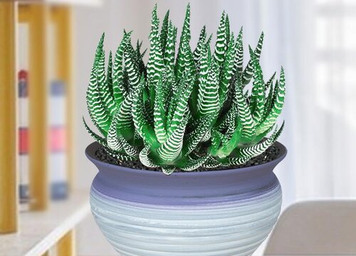 适合卧室养的绿植有哪些