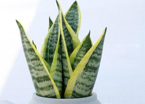 适合卧室养的绿植有哪些