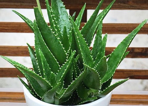 适合卧室养的绿植有哪些