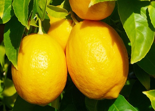 适合卧室养的绿植有哪些