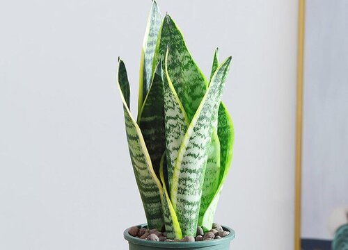 适合卧室养的绿植有哪些