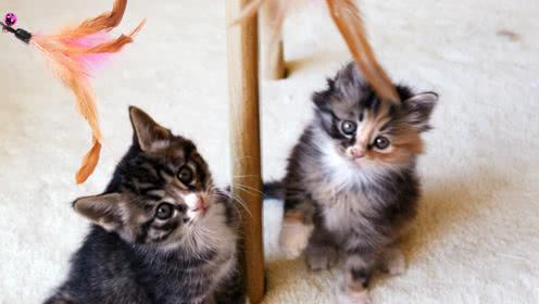 星期猫有什么特征