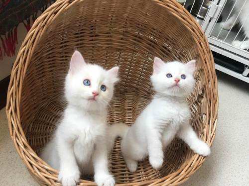 星期猫有什么特征