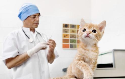 星期猫有什么特征