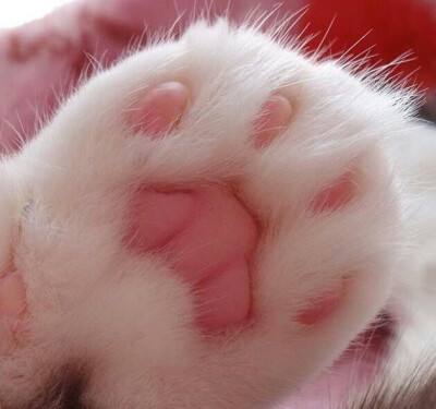 星期猫有什么特征