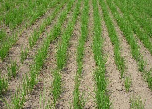 旱稻生长期多少天