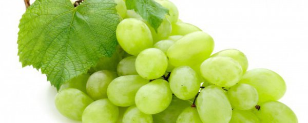 青提子是凉性还是热性